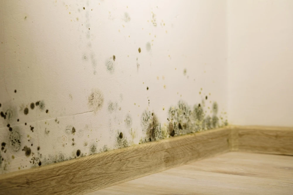 Mold Mold